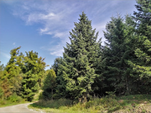 Vánočním stromem pro Brno bude třináct metrů vysoká jedle