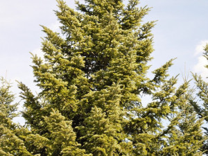 Vánočním stromem pro Brno bude třináct metrů vysoká jedle