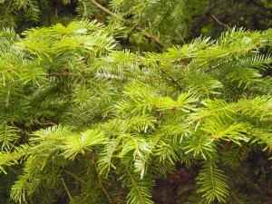 Vánočním stromem pro Brno bude třináct metrů vysoká jedle