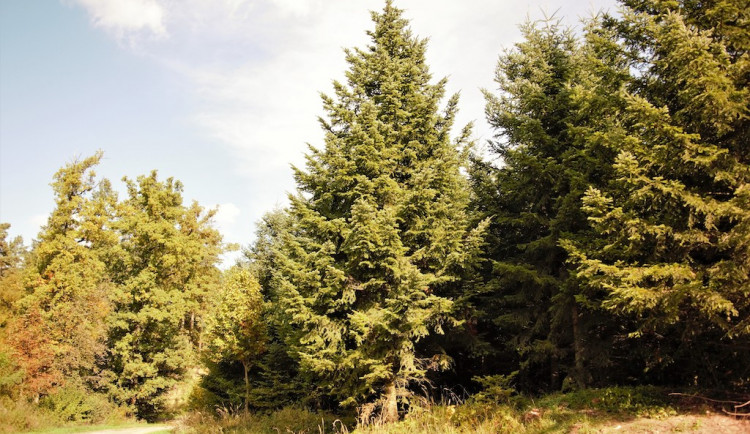 Vánočním stromem pro Brno bude třináct metrů vysoká jedle