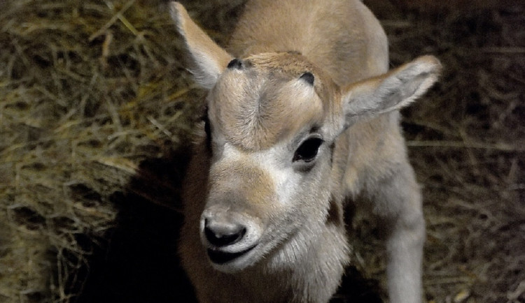 V jihomoravské zoo vykouklo na svět mládě vzácné antilopy