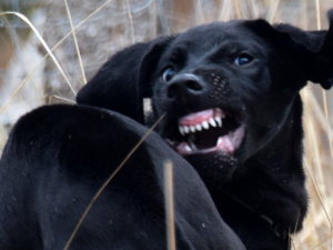 V Brně řádil velký černý pes. Zabíjel slepice a lidé se báli
