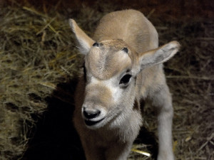 V jihomoravské zoo vykouklo na svět mládě vzácné antilopy