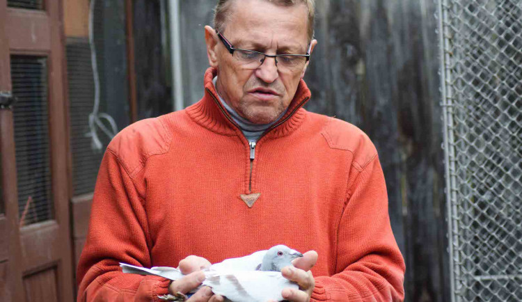 Jaroslav Novotný he chovatelem poštovních holubů