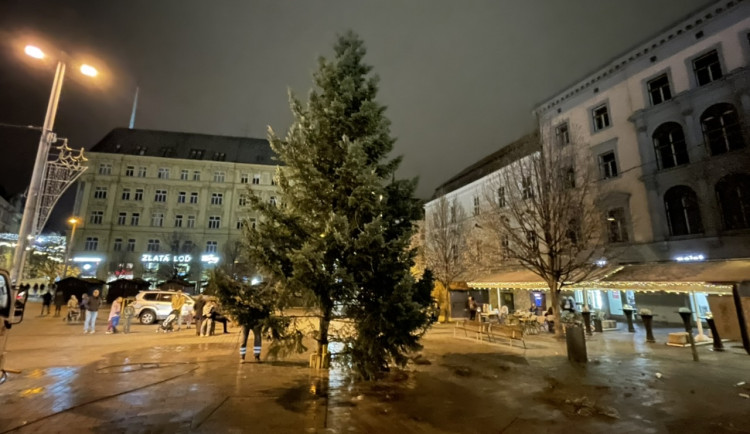 V Brně už stojí vánoční stromeček, přivezli jej koně