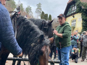 Do Brna jedou koně, vezou vánoční strom