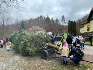 Do Brna jedou koně, vezou vánoční strom