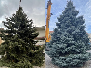 Jihomoravská města už zdobí vánoční stromy. Rozsvítí se v neděli