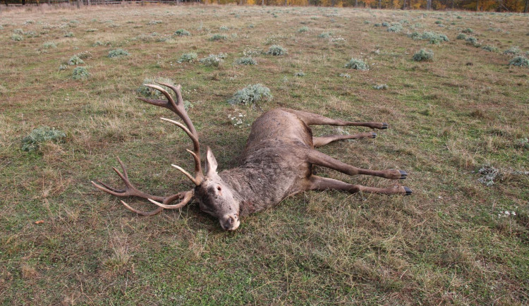 Mrtvý jelen
