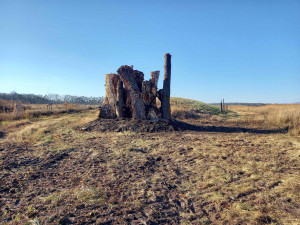 Na jižní Moravě vyrostlo obří broukoviště, vzniklo z pokácených stromů
