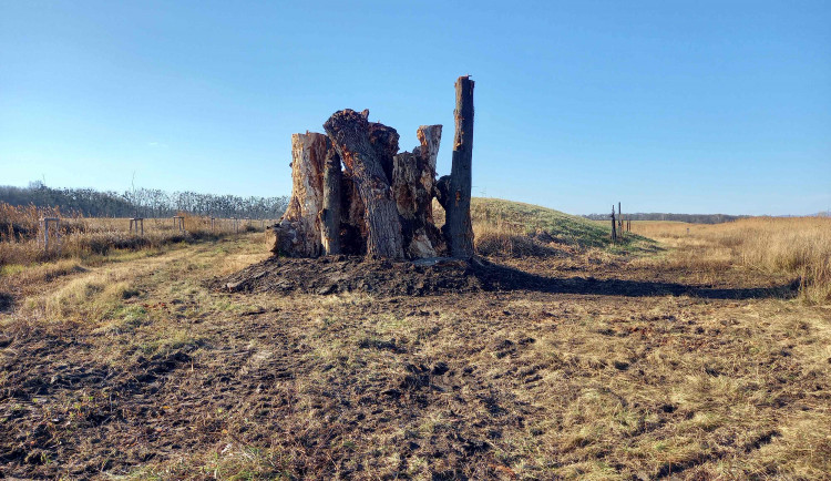 Na jižní Moravě vzniklo obří broukoviště