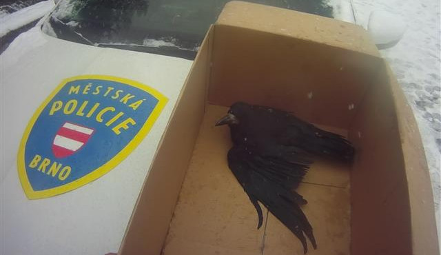 Havran Karel bezprostředně po zranění