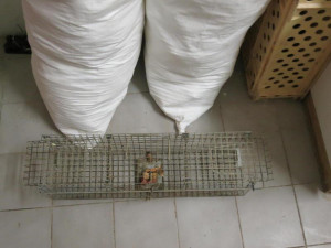 Pekárna na Brněnsku, ve které žili myši a potkani, má utrum