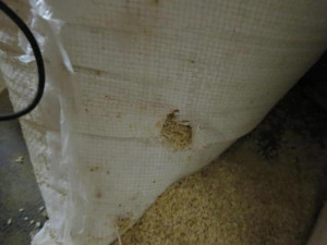 Pekárna na Brněnsku, ve které žili myši a potkani, má utrum