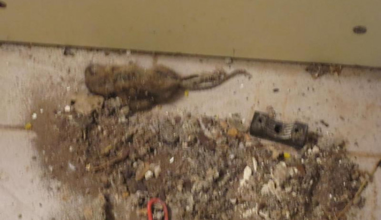 Pekárna na Brněnsku, ve které žili myši a potkani, má utrum