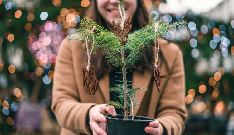 Jedličky v květináči