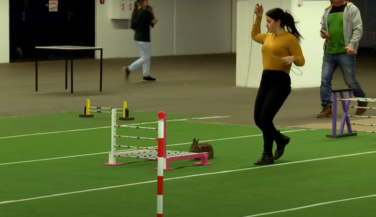 Závody v králičím hopu