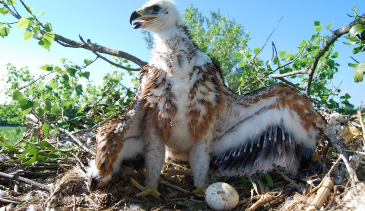 Ornitologové se radují. Na jižní Moravu se vrací vzácní orli