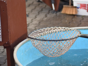 Do Brna připluli vánoční kapři, lidé si za rybu letos připlatí