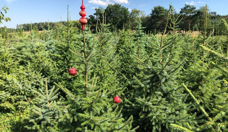 size4-16401295084816-139-zivy-versus-umely-jaky-stromek-je-pro-prirodu-mensi-zlo