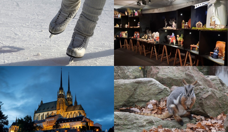 Čím si zpestřit Štědrý den v Brně? Komentovaným krmením v zoo i bruslením