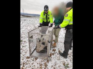 Lidé v Brně zavolali na pasoucí se miniprase policisty. Ti vytáhli na vepře piškoty
