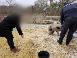 Lidé v Brně zavolali na pasoucí se miniprase policisty. Ti vytáhli na vepře piškoty