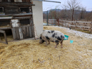 Lidé v Brně zavolali na pasoucí se miniprase policisty. Ti vytáhli na vepře piškoty