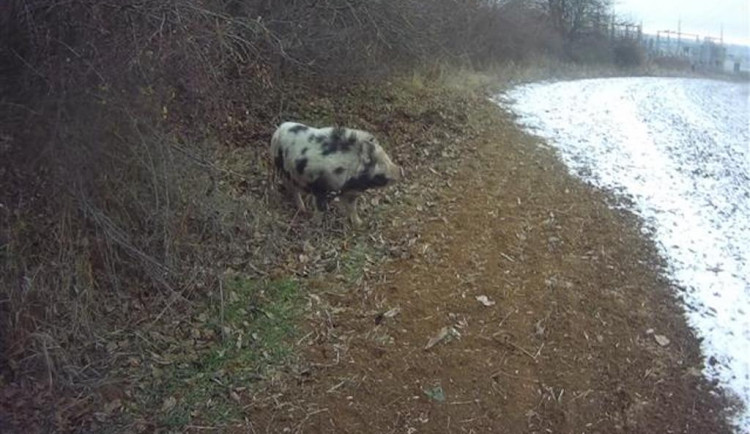 Lidé v Brně zavolali na pasoucí se miniprase policisty. Ti vytáhli na vepře piškoty