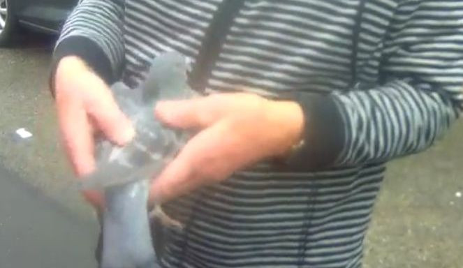 Muž s ptačím jménem zachránil v Brně ptáka