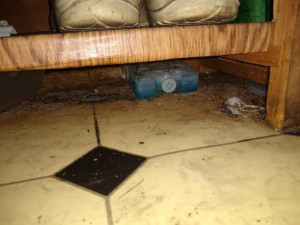 Inspekce zavřela známý jihomoravský motorest, byl plný myší