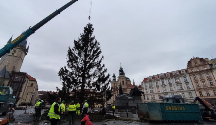 Vánoční strom na Staroměstském náměstí jde k zemi. Větve dostane pražská zoo, kmen studenti