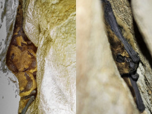 Ochránci našli na jižní Moravě největší jeskynní zimoviště netopýra hvízdavého
