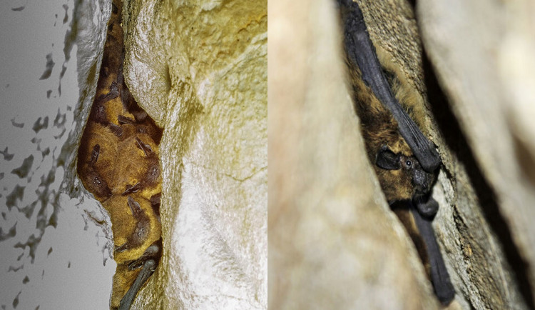 Netopýři hvízdaví.