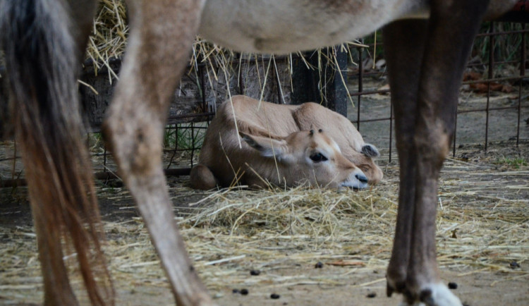 V jihomoravské zoo přišlo na svět mládě vzácné antilopy