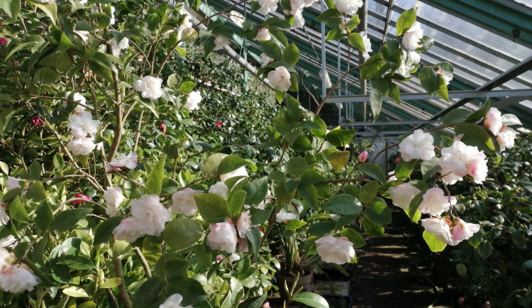 Kamélie v zámeckých sklenících.
