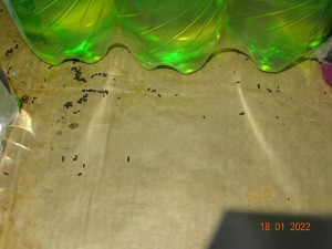 Potravinářská inspekce uzavřela v lednu kvůli hygieně rekordní počet provozů