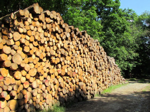 Green Deal? Česko má problém, v lesích dochází odpadní dřevo, říkají vědci z Brna