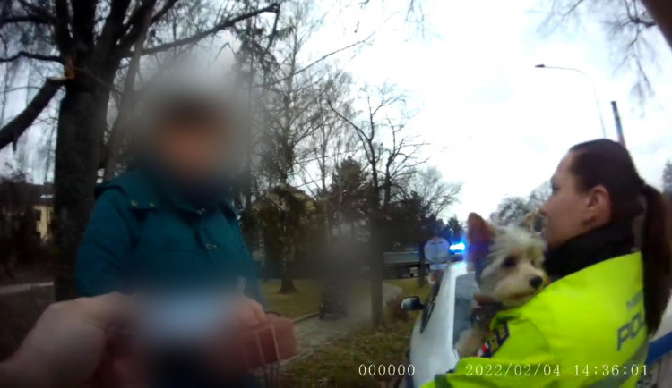 Nalezený jorkšír.