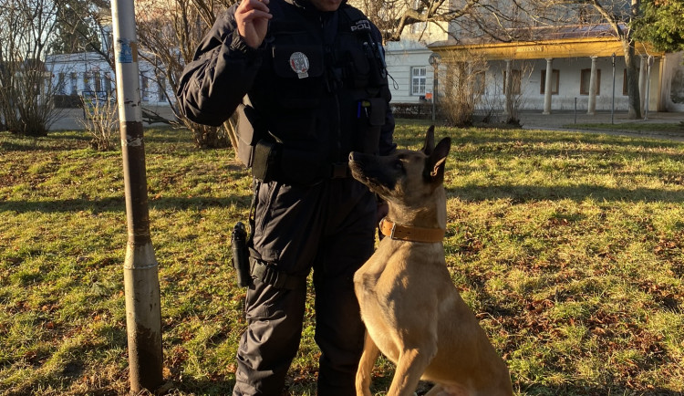 Na bezpečnost ve Znojmě nově dohlíží čtyřnohý strážník Bruss