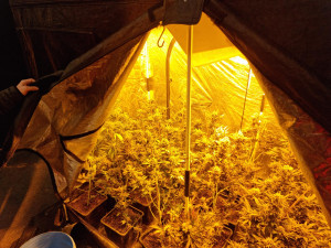 Pěstitel z Brněnska má po živnosti. Jeho marihuanové království objevili policisté