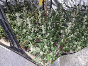 Pěstitel z Brněnska má po živnosti. Jeho marihuanové království objevili policisté