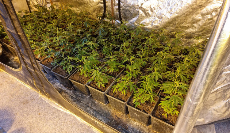Pěstitel z Brněnska má po živnosti. Jeho marihuanové království objevili policisté