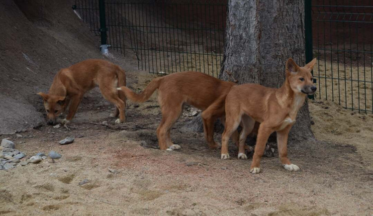 Do výběhu jihomoravské zoo nakoukla štěňata psů dingo