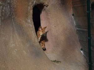 Do výběhu jihomoravské zoo nakoukla štěňata psů dingo