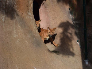 Do výběhu jihomoravské zoo nakoukla štěňata psů dingo