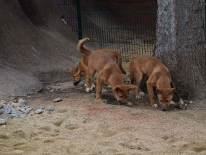 Do výběhu jihomoravské zoo nakoukla štěňata psů dingo