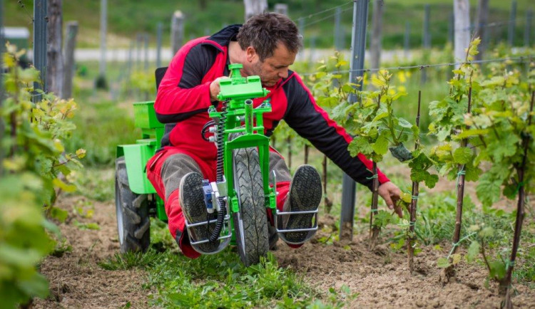 Práci lidí nahrazují ve vinohradnictví stroje. Pomáhají k tomu i vědci z Brna
