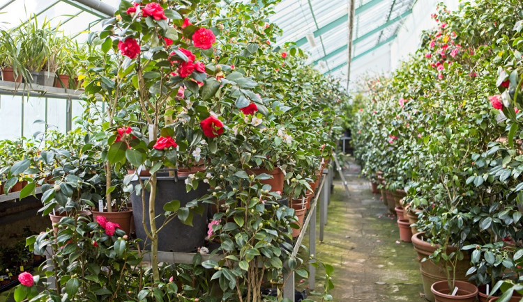 Zámek v Rájci nad Svitavou láká na jedinečnou výstavu rozkvetlých kamélií