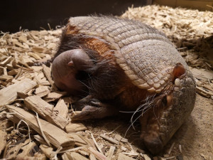 Návštěvníky brněnské zoo potěší nový přírůstek pásovce